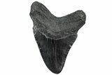 Fossil Megalodon Tooth - South Carolina #307536-1